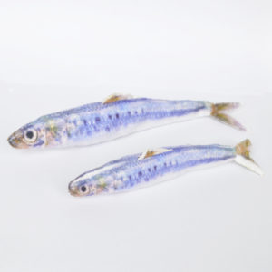 MAKRILL SMALL & LARGE