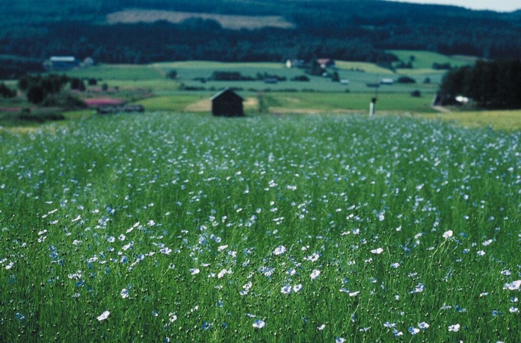 SEMESTER. 22 juli – 2 augusti